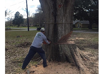 3 Best Tree Services in Lafayette, LA - Expert Recommendations