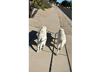 Surprise Dog Walkers Scritches Pet Co.
