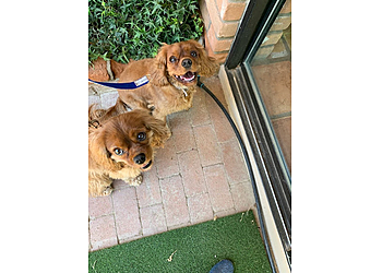 Surprise Dog Walkers Scritches Pet Co.