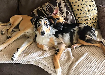 Scritches Pet Services - Surprise, AZ Dog Walkers - Service Highlights
