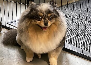 Baltimore Pet Grooming Scrubadub Dog