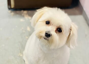 Baltimore Pet Grooming Scrubadub Dog