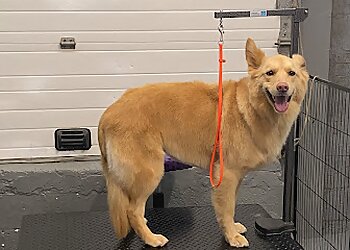 Scrubadub Dog  Baltimore Pet Grooming image 1
