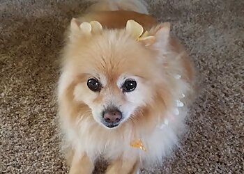 Bakersfield Pet Grooming Scruffy to Fluffy Pet Spa