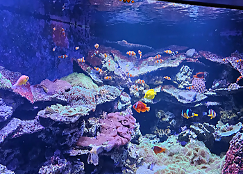 Kansas City Places To See Sea Life