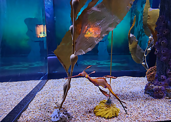 Kansas City Places To See Sea Life