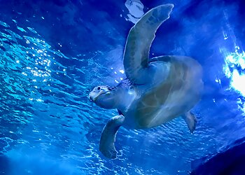 Tempe Places To See Sea Life Arizona