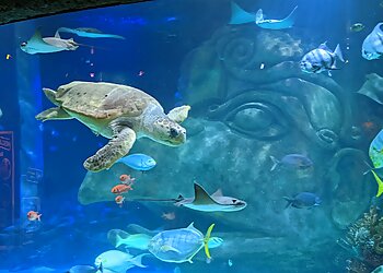 Orlando Places To See Sea Life Orlando Aquarium