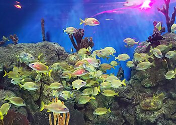 Orlando Places To See Sea Life Orlando Aquarium