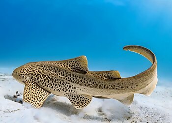 Seattle Places To See Seattle Aquarium