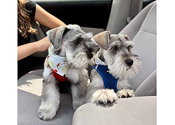 Springfield Veterinary Clinics Second Chance Animal Services