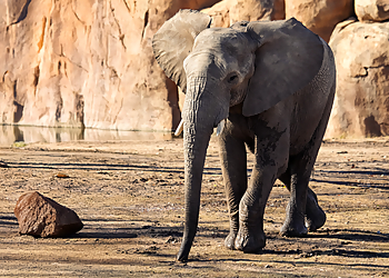 Wichita Places To See Sedgwick County Zoo