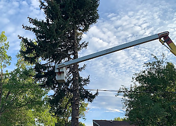 Westminster Tree Services Senn's Tree Service