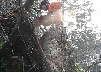 Oakland Tree Services Sequoia Tree Service LLC