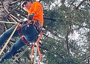 Oakland Tree Services Sequoia Tree Service LLC