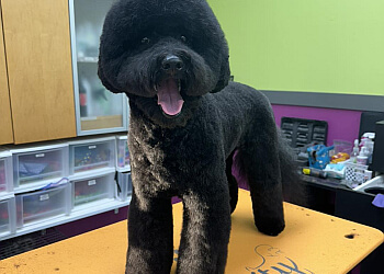 3 Best Pet Grooming in Madison, WI - Expert Recommendations