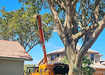 Hollywood Tree Services Sergeant T's Tree Service