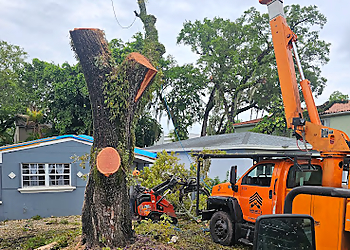 Hollywood Tree Services Sergeant T's Tree Service