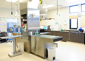 Seven Hills Veterinary Hospital - Aurora, CO Veterinary Clinics - Medical Procedure Image