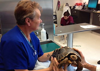 Seven Hills Veterinary Hospital - Aurora, CO Veterinary Clinics - Service Highlights