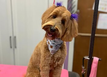 Des Moines Pet Grooming Shaggy to Chic Boutique