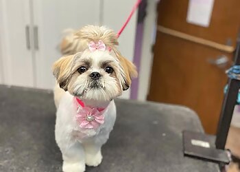Des Moines Pet Grooming Shaggy to Chic Boutique