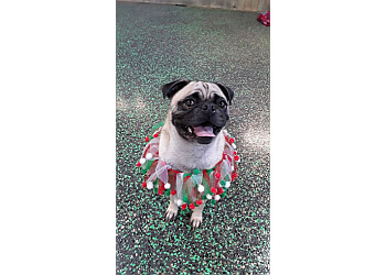 3 Best Pet Grooming in Amarillo, TX - Expert Recommendations 3 Best Pet Grooming in Amarillo, TX - Expert Recommendations