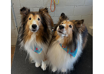 St Louis Pet Grooming Shakers Dog Wash and Grooming