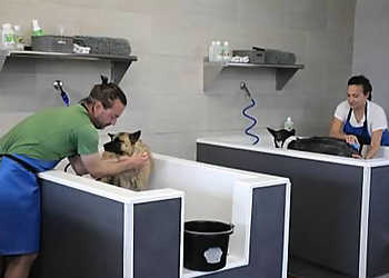 Shakers Dog Wash and Grooming St Louis Pet Grooming image 1
