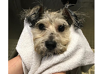 Chula Vista Pet Grooming Shampooch Pet Grooming