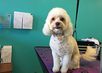 Chula Vista Pet Grooming Shampooch Pet Grooming