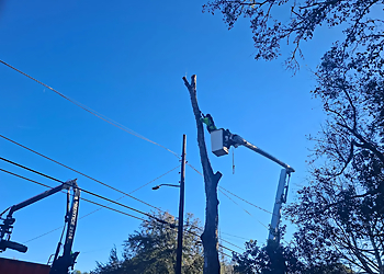 Jacksonville Tree Services Shaw's Tree Service
