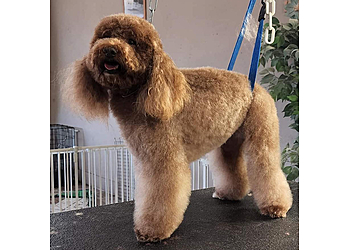 Cambridge Pet Grooming Shaynedoro Pet Beauty Salon