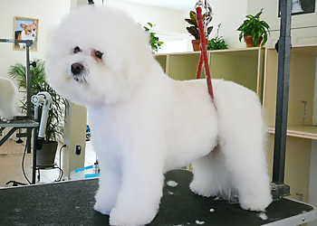 Cambridge Pet Grooming Shaynedoro Pet Beauty Salon