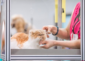 Worcester Pet Grooming Shear Love Pet Grooming