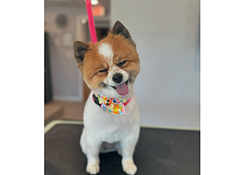 Shear Love Pet Grooming Worcester Pet Grooming image 1