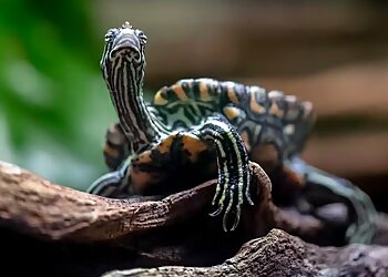 Chicago Places To See Shedd Aquarium