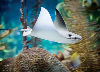 Chicago Places To See Shedd Aquarium