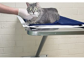 Greensboro Veterinary Clinics Sheets Pet Clinic