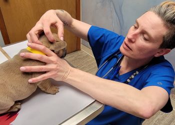 Tulsa Veterinary Clinics Sheridan Road Veterinary Clinic