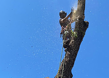 Independence Tree Services Shier's Family Tree Care Service, LLC
