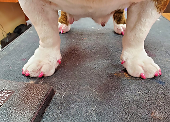 Fontana Pet Grooming Shiny Paws & Claws