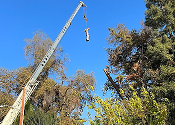 Visalia Tree Services Shipman Tree Service