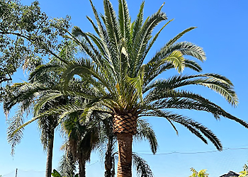 Visalia Tree Services Shipman Tree Service