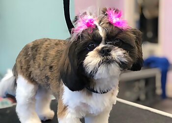 San Jose Pet Grooming Showtime Pet Grooming