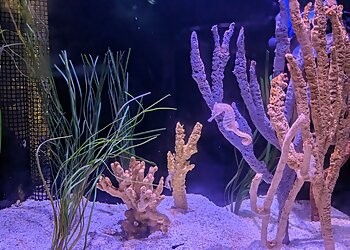 Shreveport Places To See Shreveport Aquarium