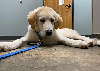 Silverlake Animal Hospital - Pearland, TX Veterinary Clinics - Treatment Image