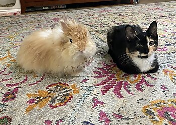 Allentown Veterinary Clinics Simmonds Veterinary Hospital LLC