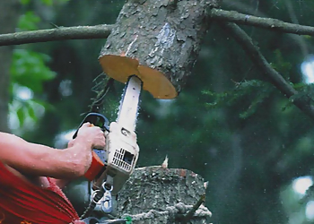 Akron Tree Services Simons Tree Service