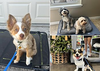 Jacksonville Dog Training Sit Happens Dog Training